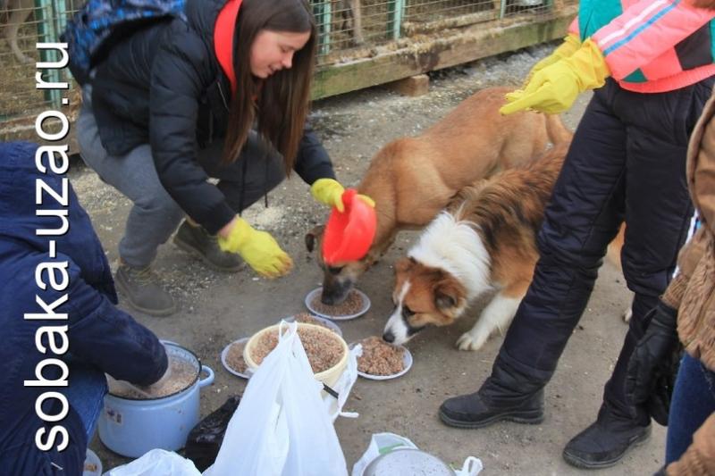 Волонтеры помогающие бездомным. Волонтеры в приюте. Волонтеры помогают животным. Бездомные животные волонтеры. Волонтерство в приюте для животных.